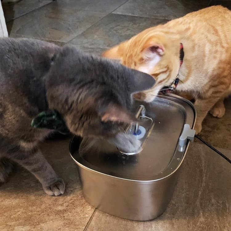 The importance of clean water for pets