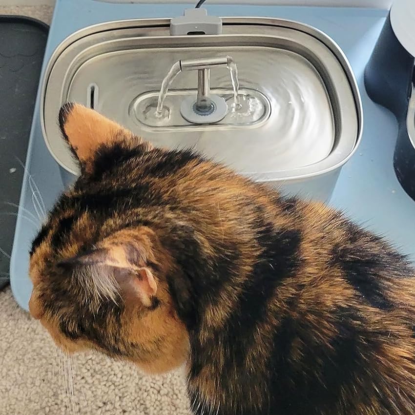 The Critical Role of Regular Filter Replacement in Pet Water Fountains - Rellaty