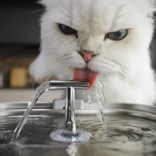 Understanding Feline Hydration: Why Cats Prefer Running Water - Rellaty