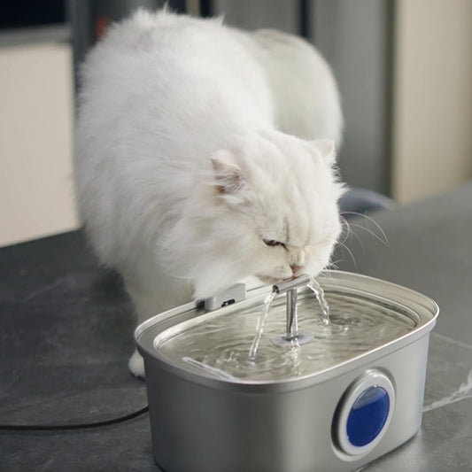 Why Cats prefer to drink Flowing Water? - Rellaty