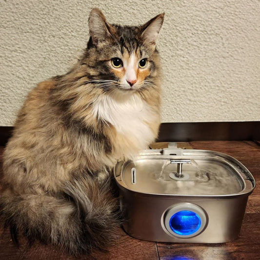 Stainless Steel Pet Fountains: A Stylish Health Boost for Your Furry Friends - Rellaty