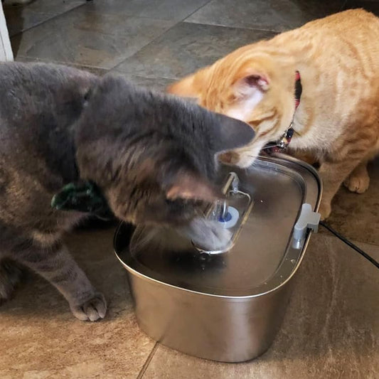 Keep It Fresh: The Importance of Regular Cleaning for Your Pet's Water Fountain - Rellaty