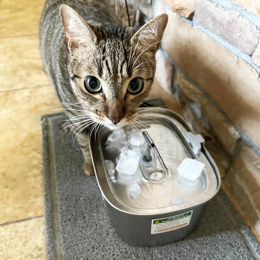 The Evolution of Pet Hydration: How Stainless Steel Water Fountains Are Revolutionizing Pet Care - Rellaty